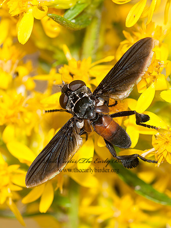 Trichopoda pennipes  FEATHER-LEGGED TACHINID 3014744z
