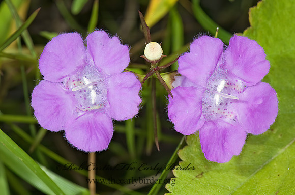 Agalinis purpurea  PURPLE FALSE FOXGLOVE 5001737z