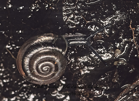 Zonitoides nitidus~ ZONITID SNAIL~ 265320z