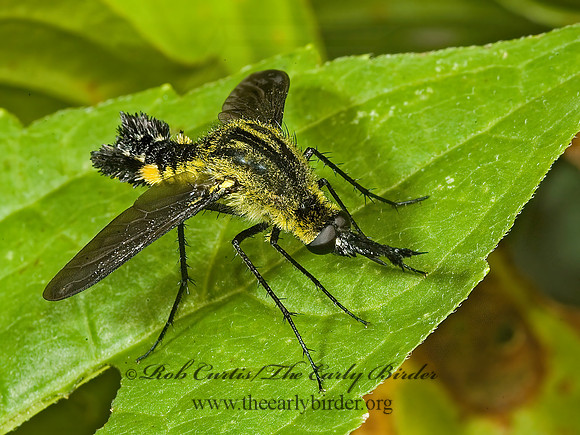 Lepidophora lepidocera  ECLIMINAE BEE FLY 5012439z