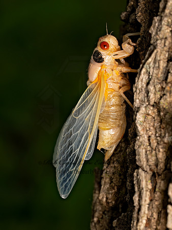 Magicicada cassinii CASSINI'S PERIODICAL CICADA 9088092 z