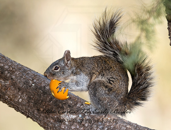Sciurus arizonensis  ARIZONA GRAY SQUIRREL 6025852z