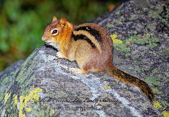 Callospermophilus lateralis  GOLDEN MANTLED SQUIRREL 111833z