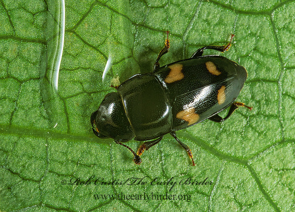 Glischrochilus quadrisignatus 4-SPOTTED SAP-FEEDING BEETLE 1113801z