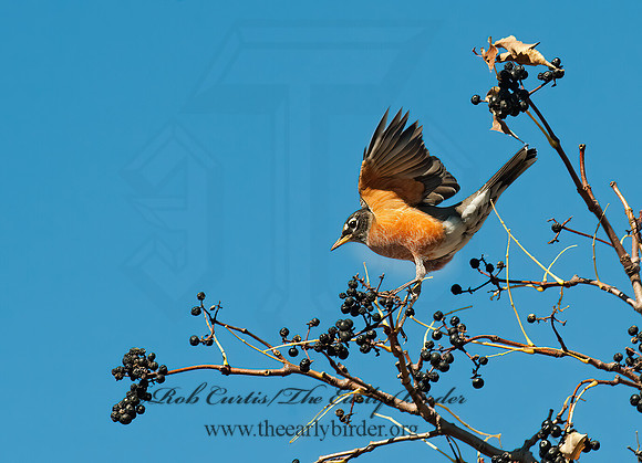 Turdus migratorius  AMERICAN ROBIN 8024457z