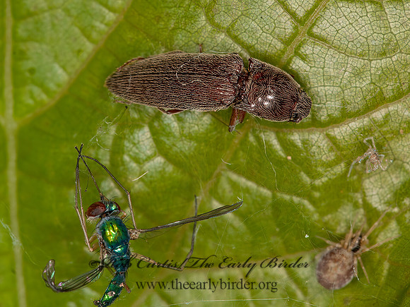 Melanotus 3016106z