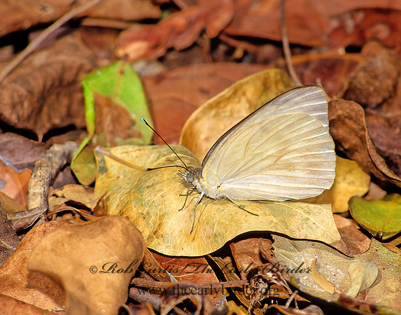 Ascia monuste  GREAT SOUTHERN WHITE 18603z