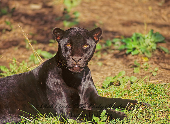 Panthera onca  JAGUAR 96917z