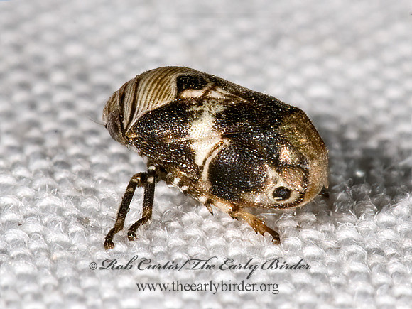 Clastoptera arizonana 6024693z