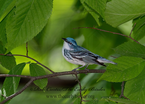 Setophaga cerulea  CERULEAN WARBLER 9023062z