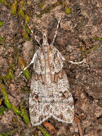 Scopariinae  CRAMBID SNOUT MOTH tp1 3013513z