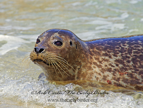 Phoca vitulina  HARBOR SEAL 124536z