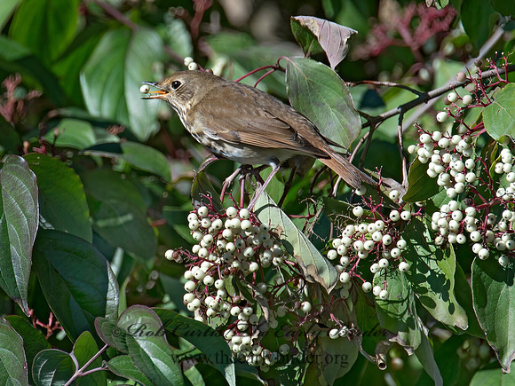 Catharus guttatus  HERMIT THRUSH 9015075z