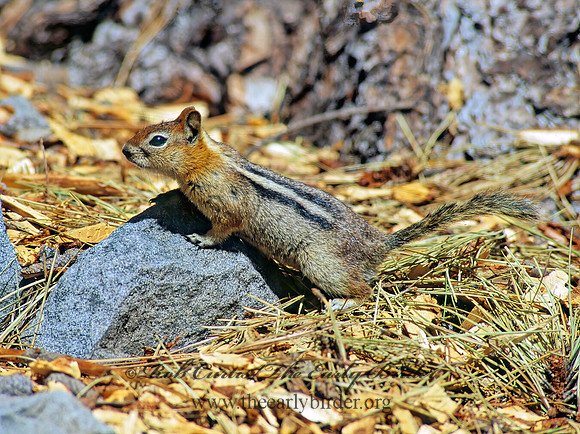 Callospermophilus lateralis  GOLDEN MANTLED SQUIRREL 112217z