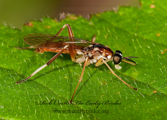 Xylomya pallidifemur  XYLOMYID FLY 3003071z