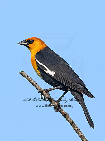 Xanthocephalus xanthocephalus  YELLOW-HEADED BLACKBIRD 3030690z