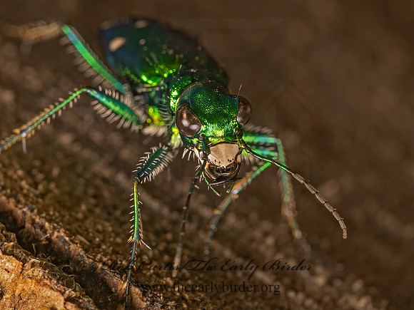 Cicindela sexguttata 6-SPOTTED TIGER BEETLE 9086988z