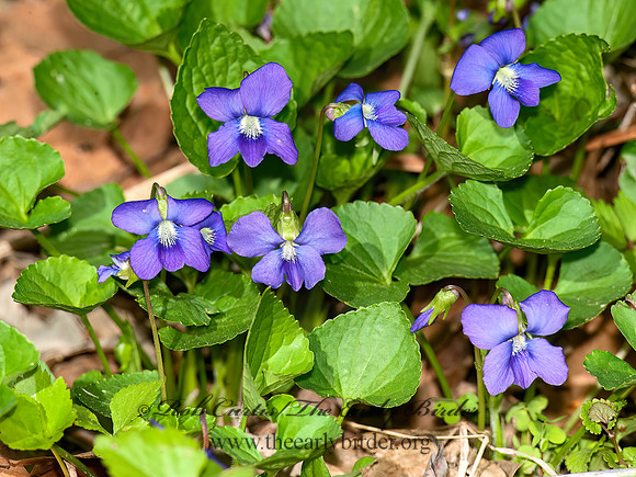 Viola sororia  COMMON BLUE VIOLET 8035364z