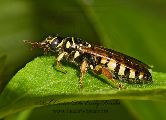 Myzinum maculatum 8016220z