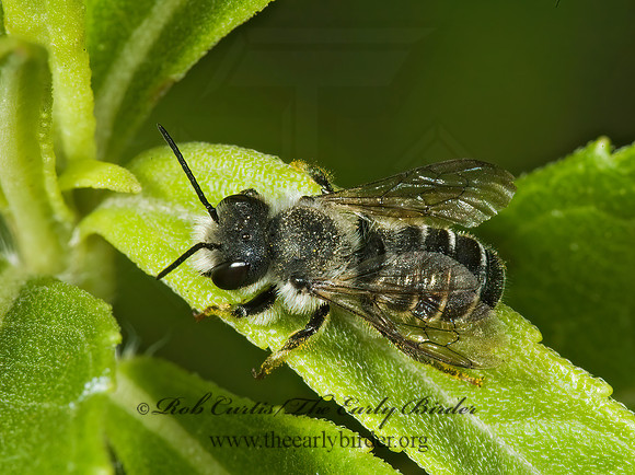 Megachile relativa 5010163z