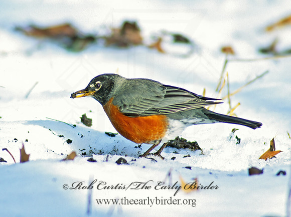 Turdus migratorius  AMERICAN ROBIN 66116z