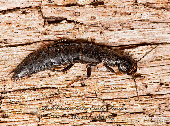 Tasgius melanarius 9014765z