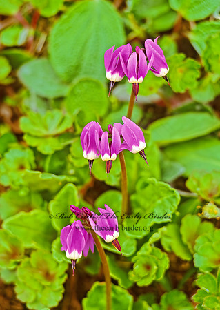 Dodecatheon frigidum  FRIGID SHOOTINGSTAR 240323z