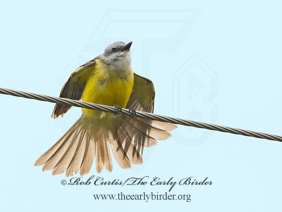 Tyrannus couchii  COUCH'S KINGBIRD 3031922z