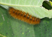 Estigmene acrea SALT MARSH MOTH 6014677z