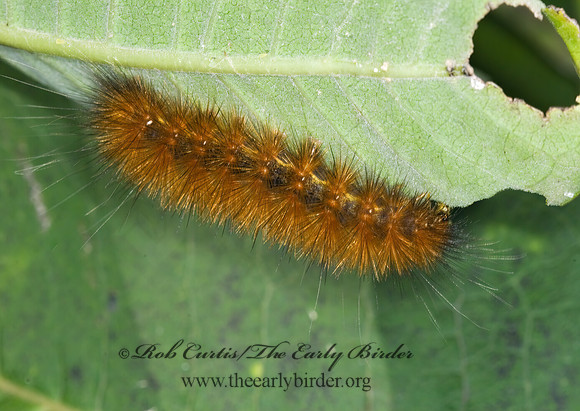 Estigmene acrea SALT MARSH MOTH 6014677z