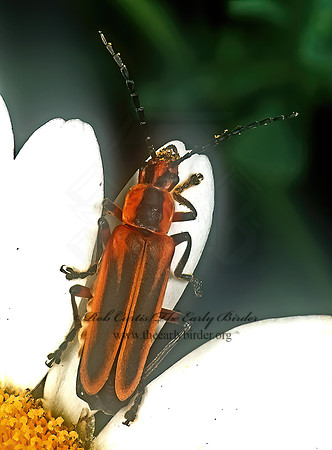 Chauliognathus marginatus 291206z