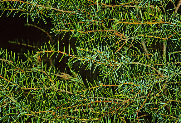 Juniperus rigida  NEEDLE JUNIPER 215230z