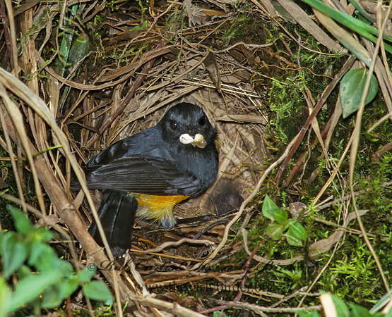 Myioborus miniatus  SLATE-THROATED REDSTART 209315z