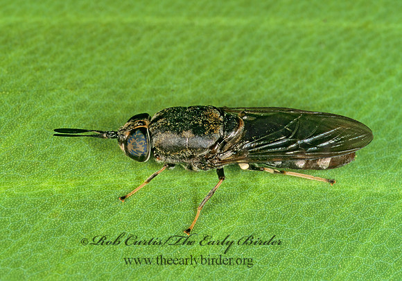 Hermetia sexmaculata  SOLDIER FLY 261906z