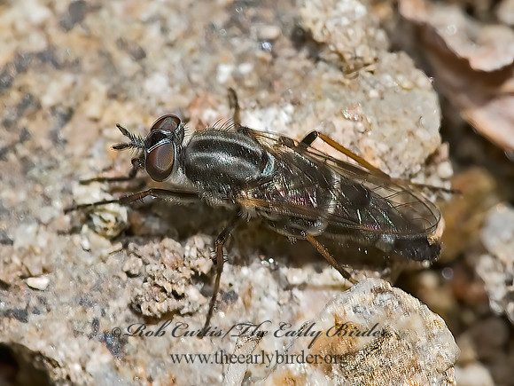 Ozodiceromyia  STILETTO FLY 6026078z