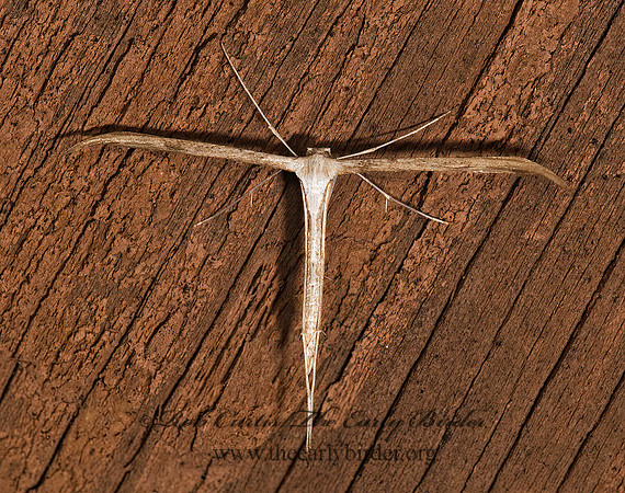 Oidaematophorini  PLUME MOTH 8016616z