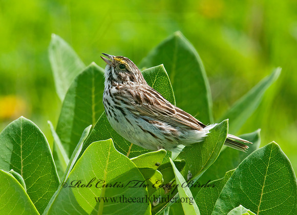 Passerculus sandwichensis  SAVANNAH SPARROW 3008556z
