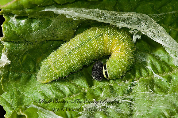 Pholisora catullus COMMON SOOTYWING 5015990Lz
