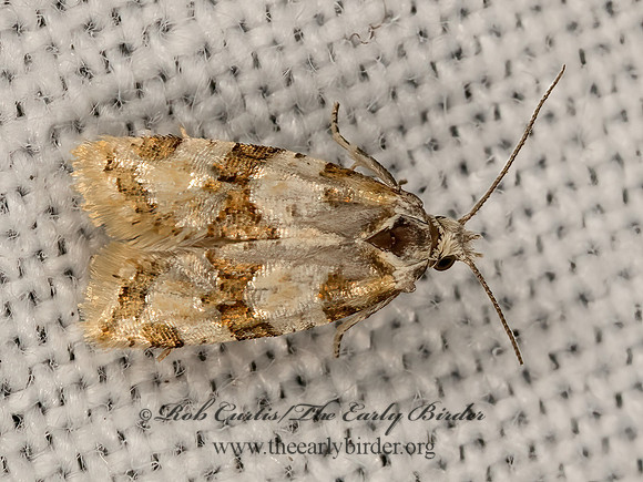 Aethes  TORTRICID MOTH 3041846z