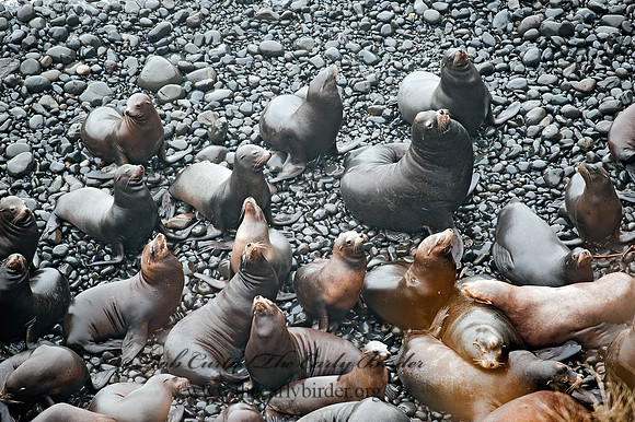Zalophus californianus  CALIFORNIA SEA LION 8019718z
