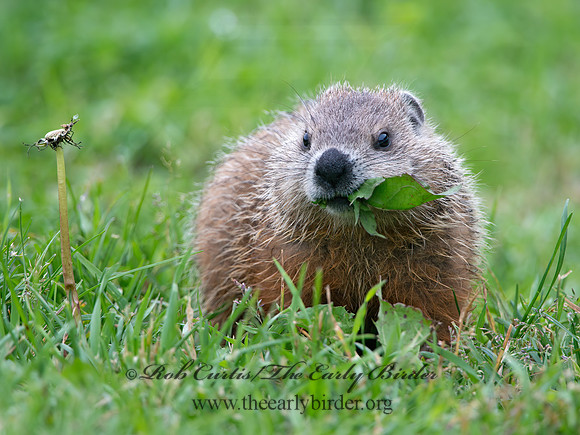 Marmota monax  WOODCHUCK 9035722z