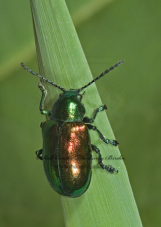 Chrysochus auratus 5013379z
