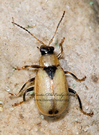 Cerotoma trifurcata 6013475z