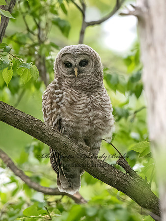 Strix varia  BARRED OWL 9068476z
