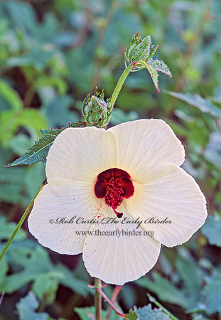 Hibiscus palustris peckii  CRIMSON-EYED ROSE-MALLOW 263004z
