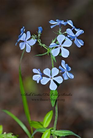 Phlox divaricata  BLUE PHLOX 6003584z