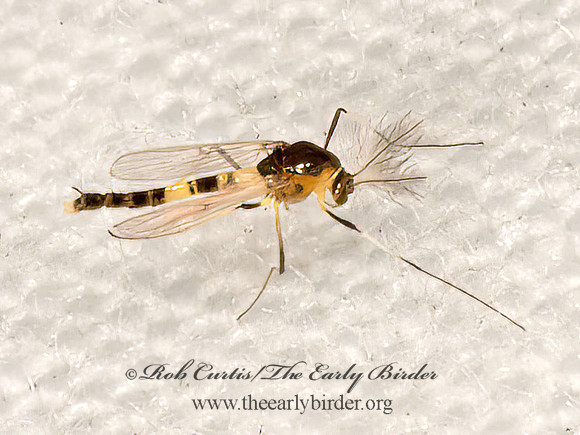 Cricotopus  NON-BITING MIDGE 3022808z