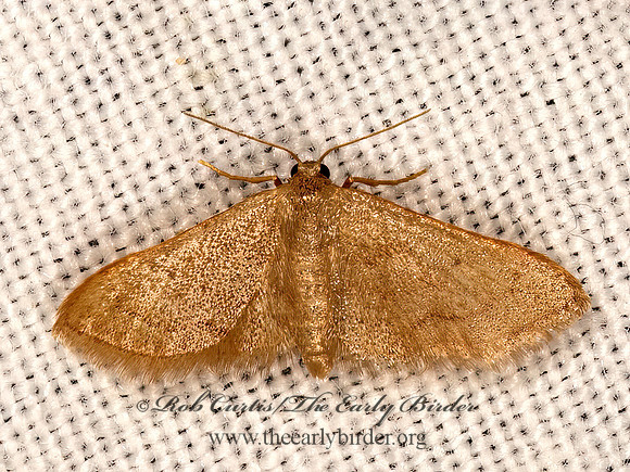 Idaea  STERRHINI GEOMETER  3033241z