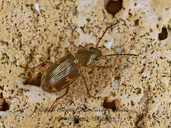 Bembidion vindicolle 200920z