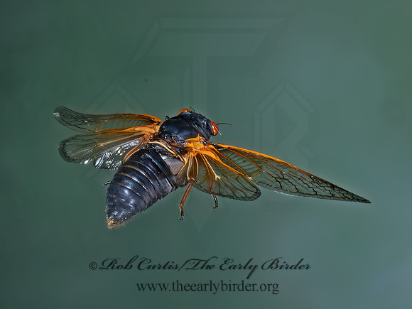 Magicicada cassinii CASSIN'S CICADA 9089003z